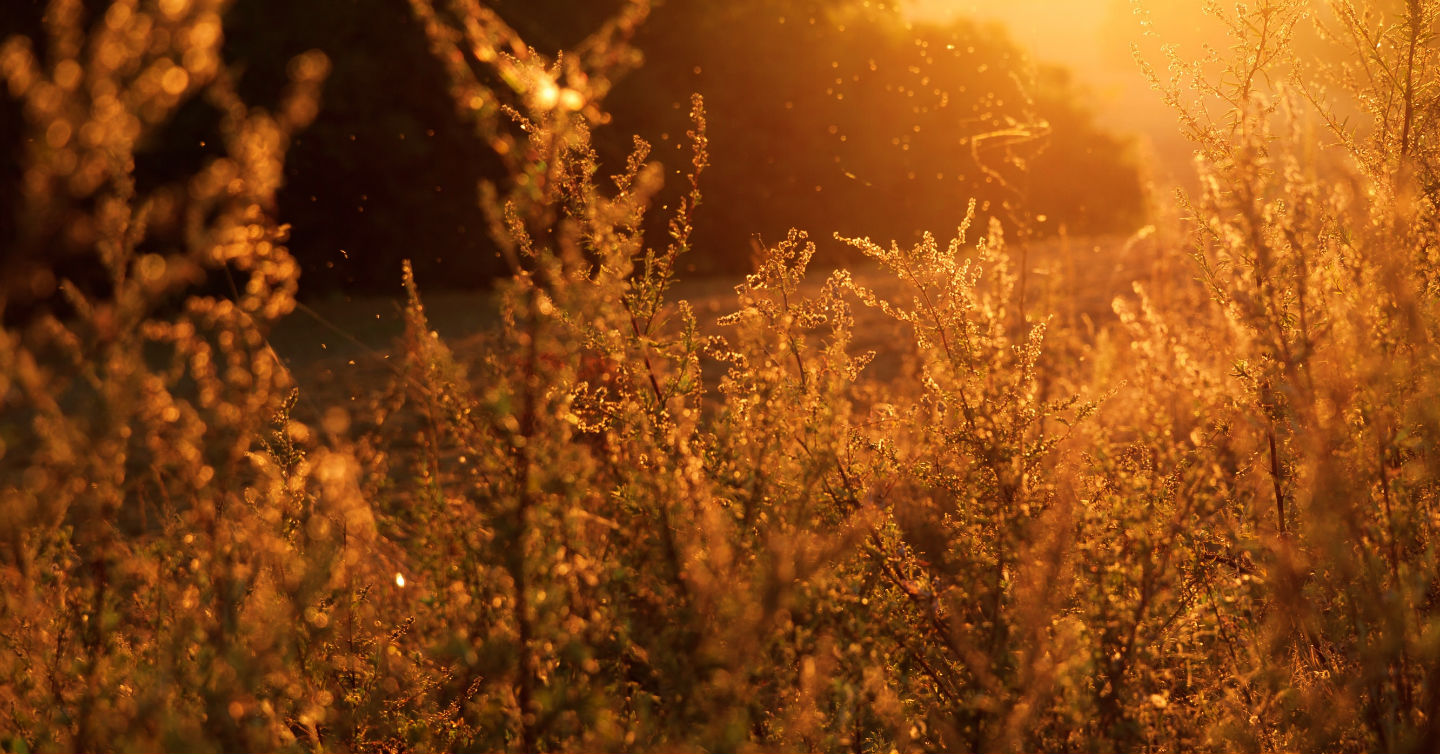 field of pollen and tall grass for allergies in wisconsin